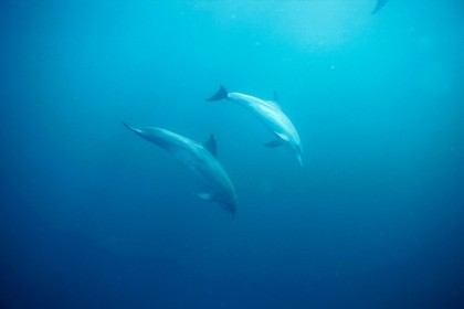 dolphins_tr.jpg